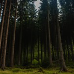 یک جنگل پر از درخت های بلند و آسمان ابری، زمین چمن، حیوانات زیبا
