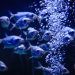 یک صحنه شگفت انگیز از ماهی های زیر دریا، حباب های جذاب، تصویر عمیق