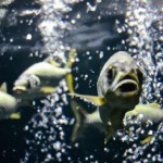 یک صحنه شگفت انگیز از ماهی های زیر دریا، حباب های جذاب، تصویر عمیق