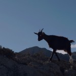 A goat running on a mountain top