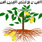 عكس ريشه پسته درگير شده با نماتد