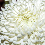 گل سفید بساز