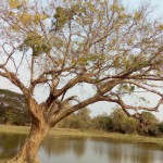 درخت زیبا