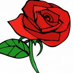 گل قرمز رز