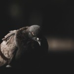 کفتر