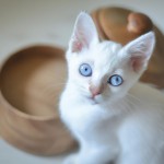 یک بچه گربه سفید با چشمان آبی رنگ در کنارش یک بشقاب کوچک چوبی است و به من نگاه میکند