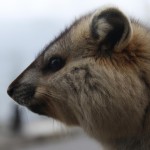 عکس حیوان با صدای ب فارسی میخوام.