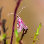 پروانه صورتی با شاخک های دراز