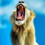 تصویر یک طبیعت زیبا با وجود یک شیر درنده