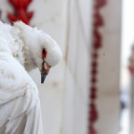 عکس کبوتر سفید غم گین در حرم امام حسین