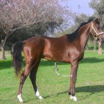 زیباترین اسب سعید