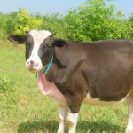 Cow