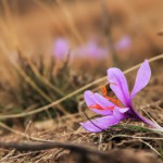 زعفران در کوهستان