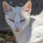 گربه جهش یافته