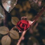 جنگل سرسبز و زیبا با گل های رز قرمز که کودکی یک گل رز می چیند