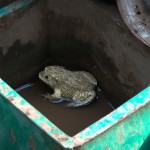 قورباغه ای ته چاله