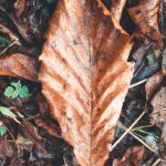تصویر پاییز
