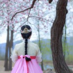 دختری کره ای با لباس سنتی و موهای سنتی در باغی پر از شکوفه های گیلاس