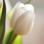 یک تصویر از گل های مختلف میخوام که گل اصلی صفحه گل لاله ی سفید باشه