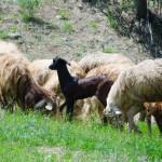 گرگی که به گوسفندان درس می دهد