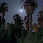 نخلستان قدیمی با ماه کامل در شب