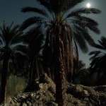 نخلستان قدیمی با ماه کامل در شب