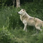 یک گرگ تنها و سفید ایستاده که سرش نیمرخ هست و در میان چمن زار سرسبز