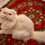 یک گربه سفید پشمالی نشسته در فرش قرمز ایرانی