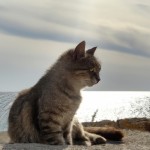 گربه کنار دریا