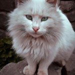 تصویری از فروهر با چشمان زمردی