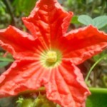 یه گل زیبا
