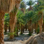 باغ خرما در کواچلا ولی