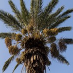 تصویر نخل