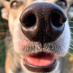 Uma imagem como se estivesse fotografando o focinho de um cachorro com o celular, através da câmera do aparelho, mostrando detalhes do rosto do animal, como olhos castanhos escuros, nariz preto e úmido, e língua rosa para fora da boca, com o pêlo do cachorro aparecendo nitidamente, e o fundo um pouco desfocado, como se estivesse tirando uma foto close-up com um smartphone, com a luz natural do ambiente iluminando o rosto do cachorro.