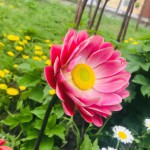سلام شهرزاد🌸