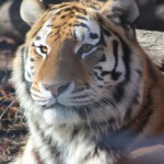 سلوم خوبی یه تصویر از یه ببر 🐅 نقاشی کن ممنون