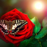 پروانه ای رنگی روی گل رز قرمز، نشسته است.  محیط در یک دشت پر گل با تابش پرتوهایی از نور خورشید