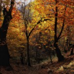 پاییز در ایران
