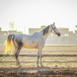 تصویر اسب سفید در دشت کربلا