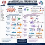 یک پوستر به زبان انگلیسی در مورد عرضه مولکول‌های mhc آلوژنیک با دو روش عرضه مستقیم الوانتیژن‌ها و عرضه غیر مستقیم الوانتی‌ژن‌ها به سلول‌های T گیرنده پیوند( تمام مسیر ها و جزئیات مشخص باشد) بساز که وضوح و کیفیت بالا داشته باشد