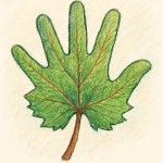 به وسیله مداد،مداد رنگی،ماژیک به گونه ای که انگار یه آدم نقاشی کشیده به کمک دست و انگشتان دست یک شکل طرح کن با کف دست یک برگ درخت انگور بکش همان کف دستی که کشیده شده است هم برگ درخت تاک دیده شود و هم کف دست دیده شود دوتا چیز تک تک نباشد یک چیز باشد که این دو حالت در آن باشد(ببین ده بار ازت خواستم تو هم برگ میکشی هم کف دست ببین میگم دوتا یکی کن نه اینکه این دوتا رو تک تک بکش)
